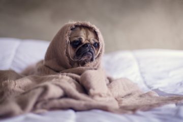 close up photography of fawn pug covered with brown cloth